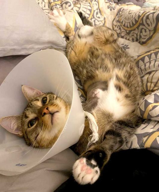 Tripawd Poe recovers from amputation surgery