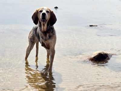 Tripawd Hound Rosie