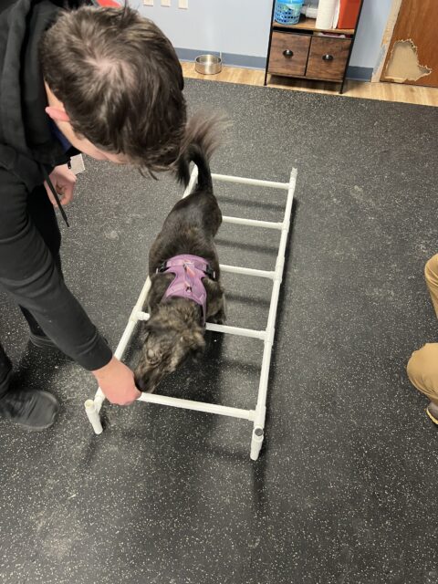 Tripawd Ladder Exercise