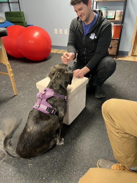 Stretching Exercise for Tripawd Lila