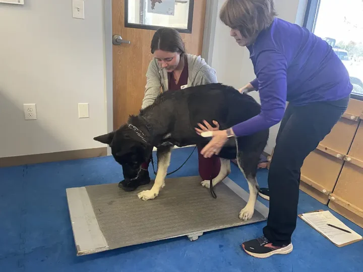Tripawd Naia on a wobble board
