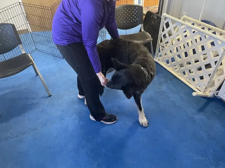 Tripawd Naia does cookie stretches for exercise.
