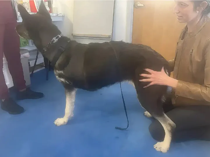 Learning about nerve pain in amputee dogs.