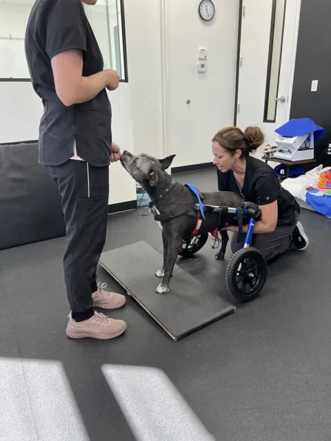 Tripawd Oreo Exercising on the wobble board