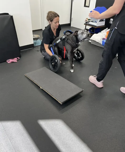 Tripawd Oreo sees that Getting fit for wheels is important.