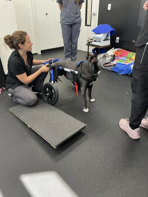 Tripawd Oreo tries a wheelchair for dogs.