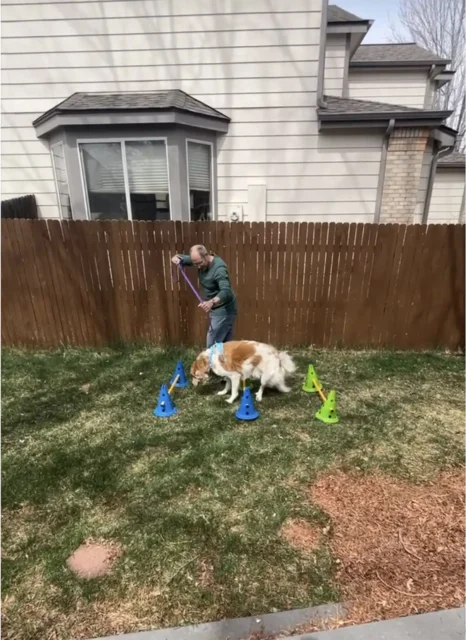Henry does cavaletti poles on three legs!