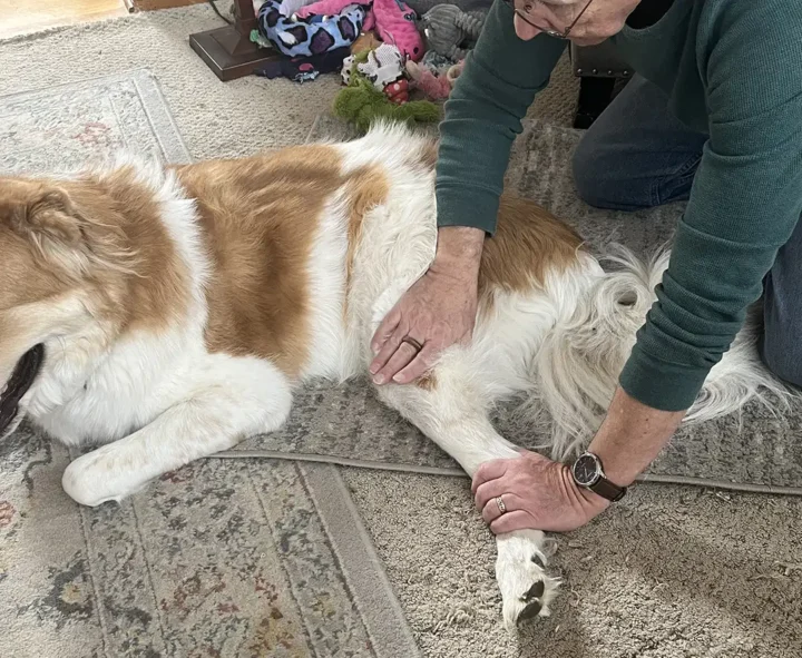 Tripawd Henry's Passive Range of Motion Exercises