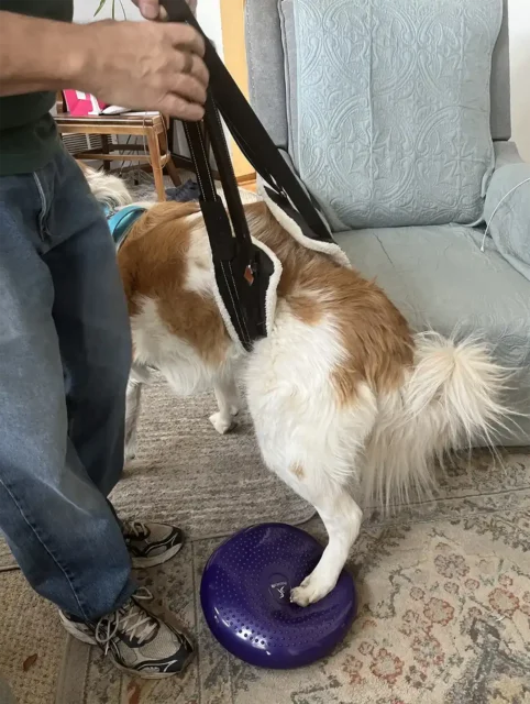 Exercising on the Fitpaws Balance Disc
