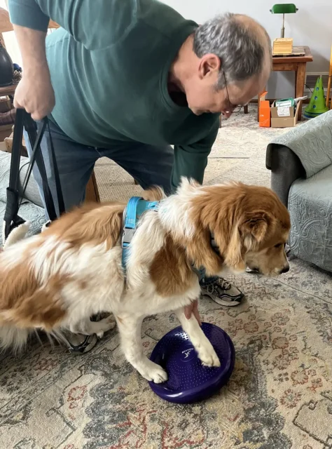 Tripawd Henry Learning the balance disc