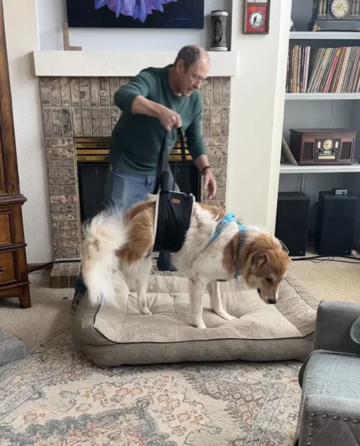 Tripawd Henry