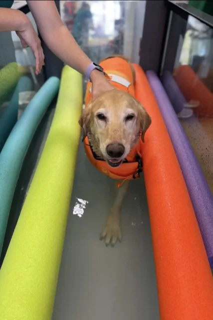 Tripawd Kenai getting water therapy