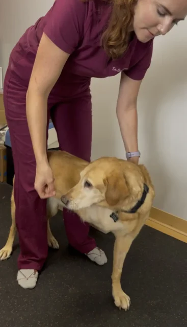 Tripawd Kenai doing Three-legged cookie stretches