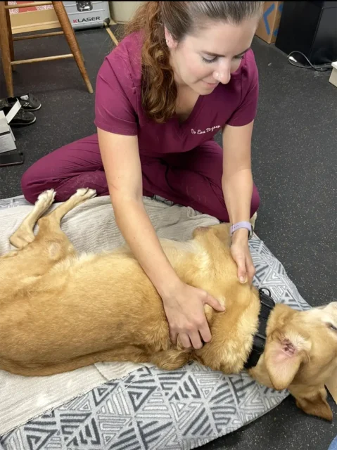 Helping Kenai with passive range of motion exercises