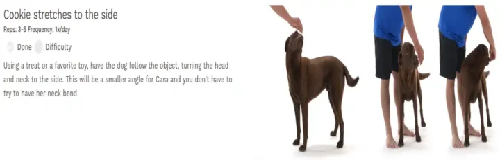 Tripawd rehab exercise
