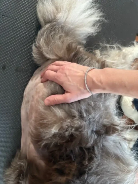 Tripawd Eddie