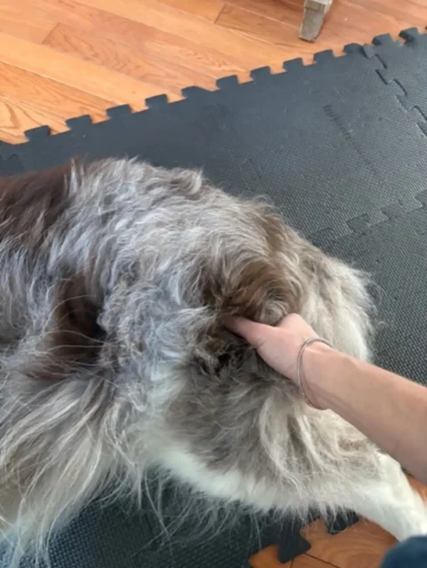 Tripawd Eddie passive range of motions exercises