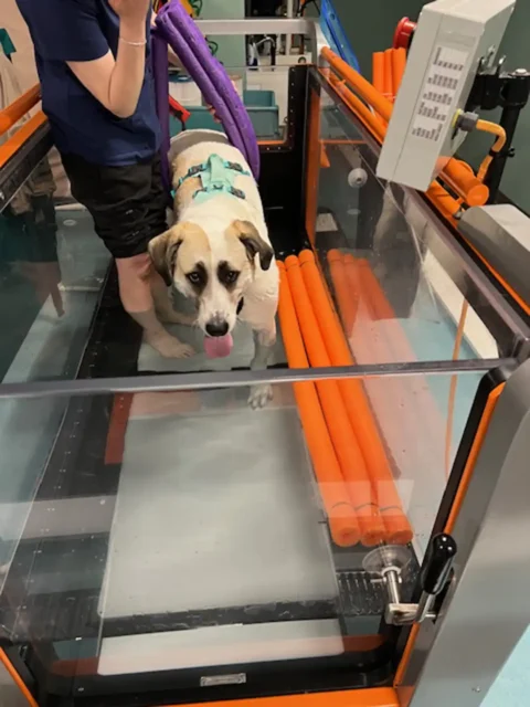 Tripawd Juniper in hydrotherapy water tank