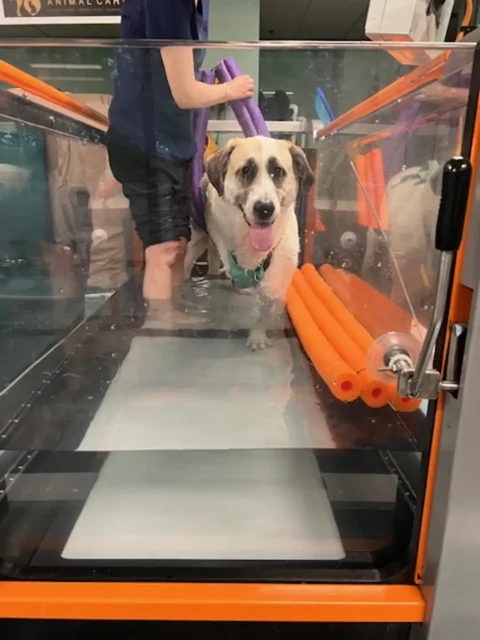 Great Pyrenees Tripawd Juniper gets water therapy 
