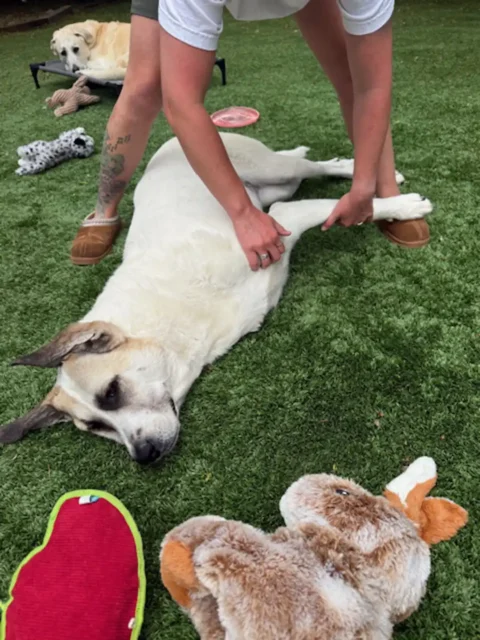 Tripawd Juniper gets passive range of motion exercises