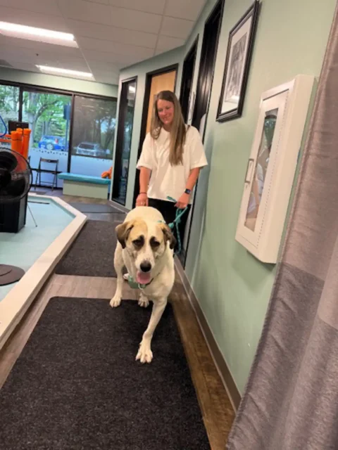 Tripawd Juniper at rehab therapy clinici