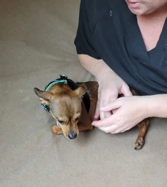 Tripawd Kalvin gets passive range of motion exercises