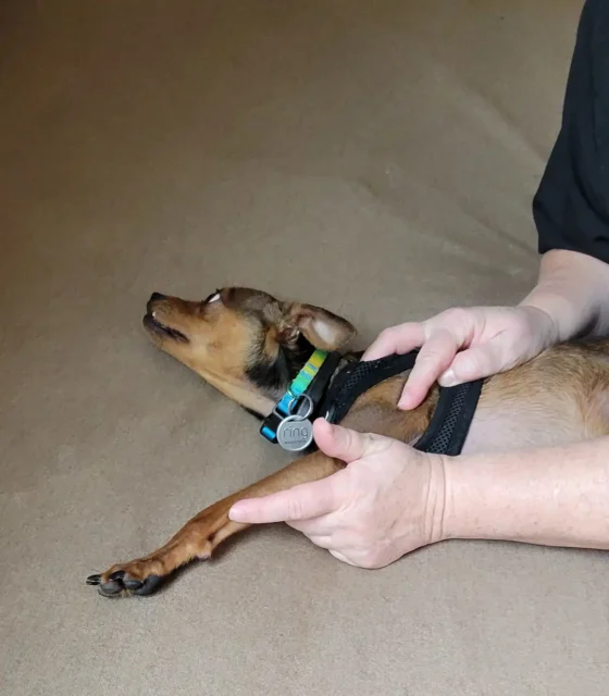 Chihuahua Kalvin stretches remaining front leg