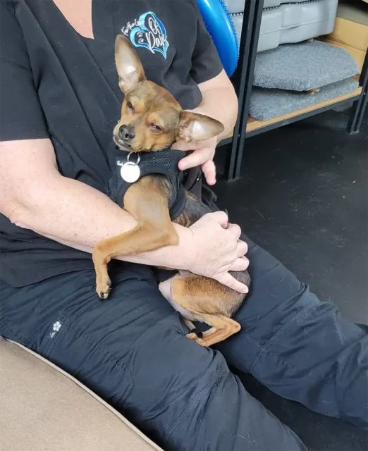 Tripawd Kalvin at rehabilitation therapy clinic