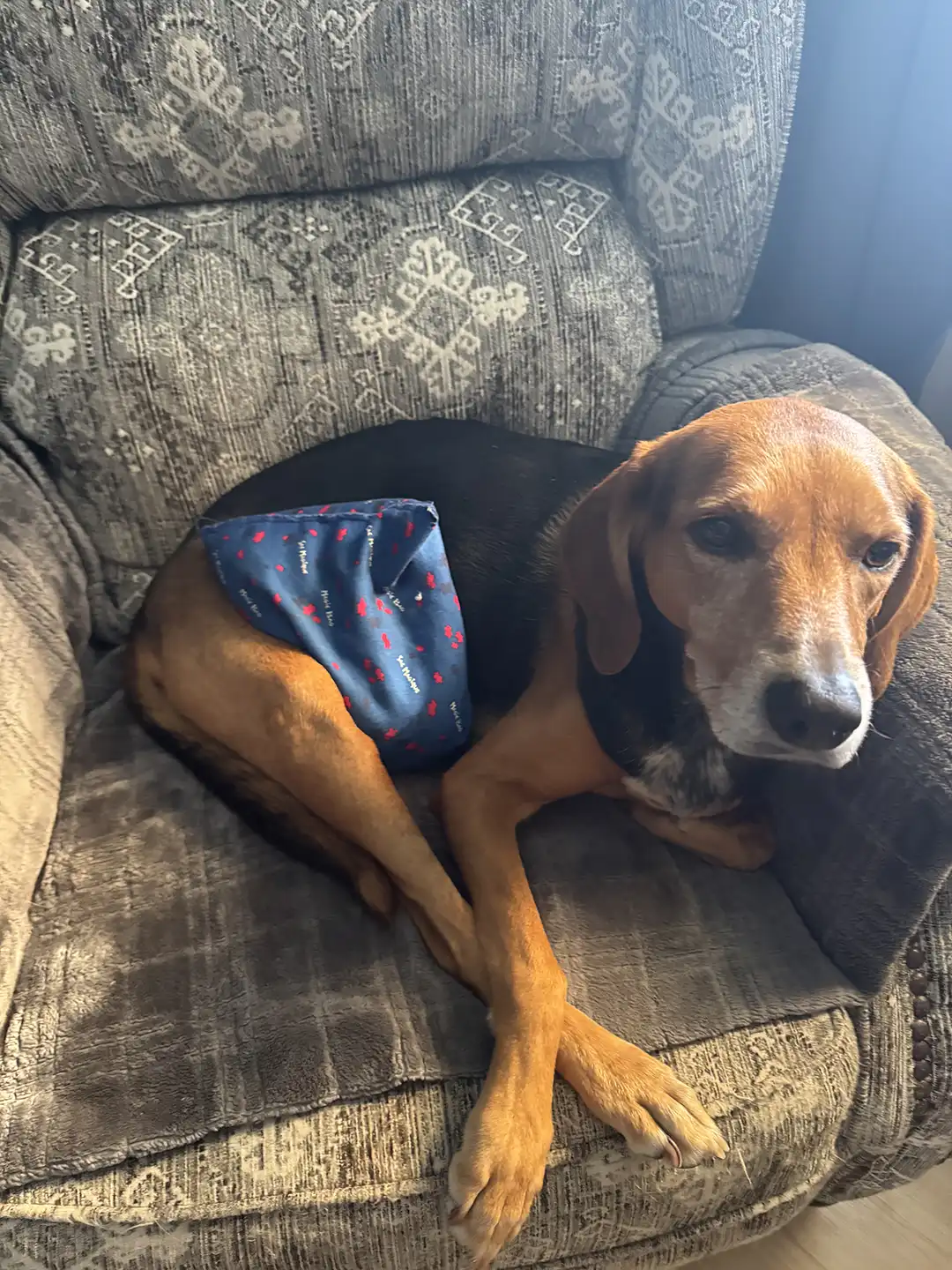 Tripawd Zeke