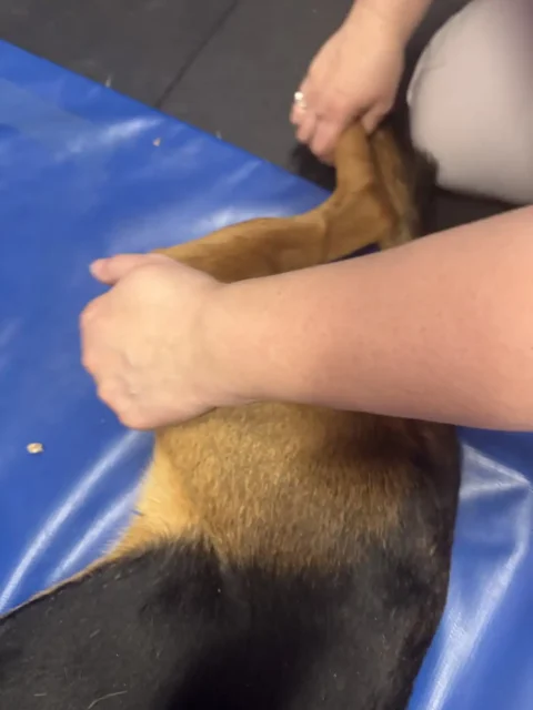 Tripawd Zeke with passive range of motion exercises