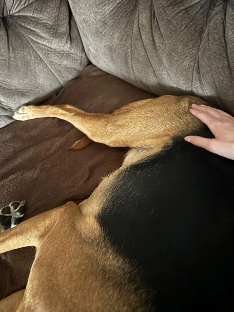 Tripawd Zeke with passive range of motion exercises