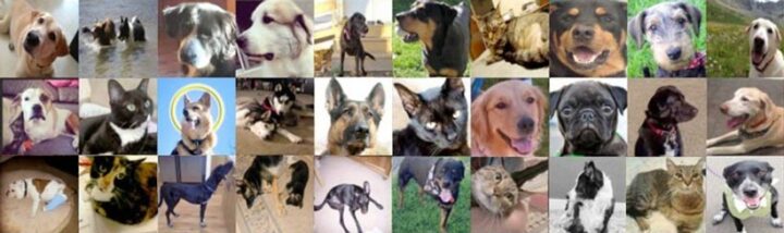 Help Tripawds