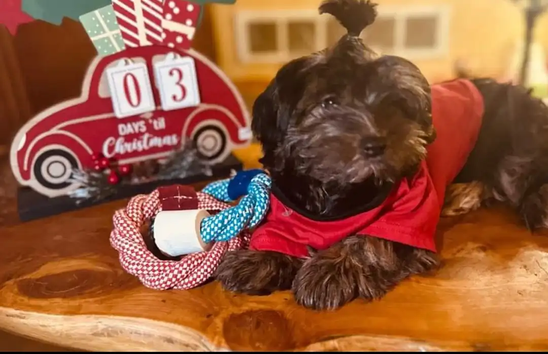 Tripawd Bear resting indoors before amputation surgery