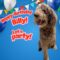 Hoppy Sweet 16 to Angel Billy Amore