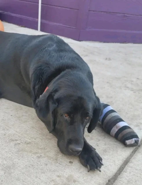 Tripawd Dalvin after surgery