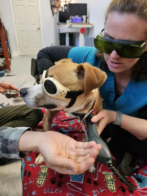 Tripawd Pup Henry receives red light therapy in style at Ruff Day Vet with protective goggles and plenty of treats.