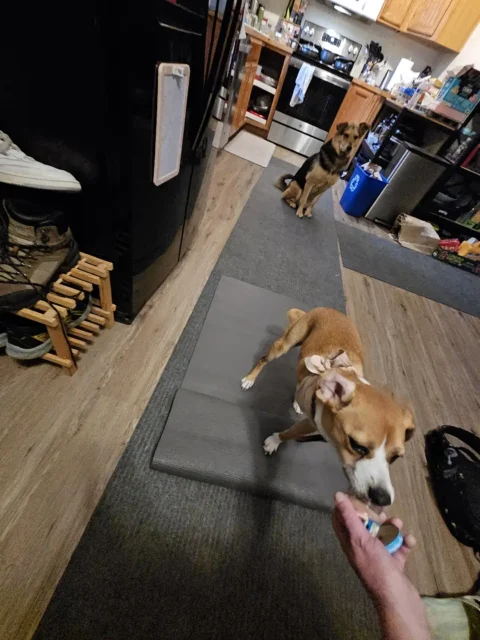 Tripawd Pup Henry practices shifting weight while his canine sibling supervises from the kitchen.