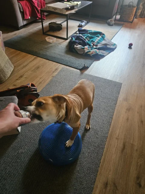 Tripawd Pup Henry works on core strength at home by balancing on a wobble disc during his rehab exercises.