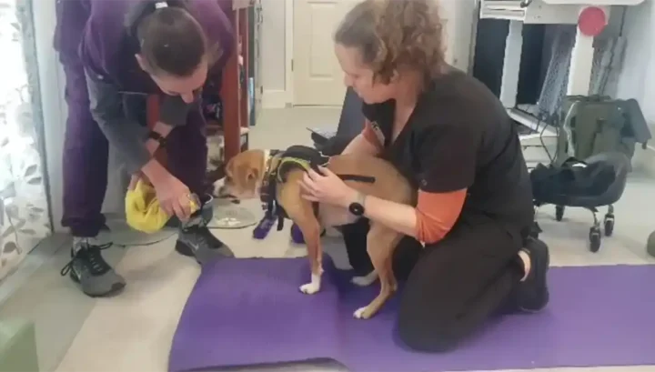 Tripawd Pup Henry gets extra support during physical therapy exercises at Ruff Day Vet with his rehab team.