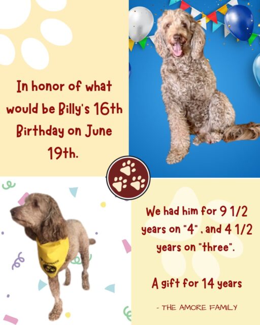 Tripawd Billy Birthday Celebration!