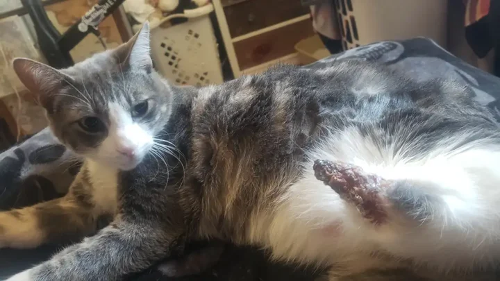 Tripawd cat Nugget with golden fur lies on a blanket indoors, receiving support for amputation surgery due to a birth defect.