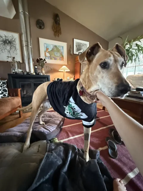 Senior Tripawd Scarlett after amputation surgery