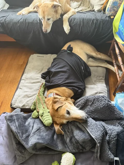 Tripawd Scarlett recovers from amputation surgery