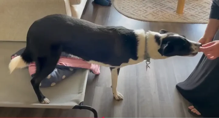 Sima practices the “hind limbs on” exercise to help shift her weight and build core strength.