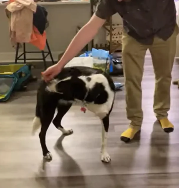Tripawd Sima practices the “shoulder touch” exercise to improve range of motion in her neck and shoulder.