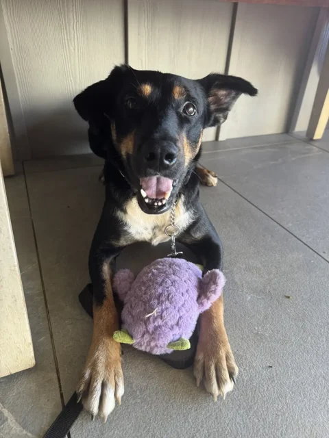 Ziggy before his car accident and amputation surgery