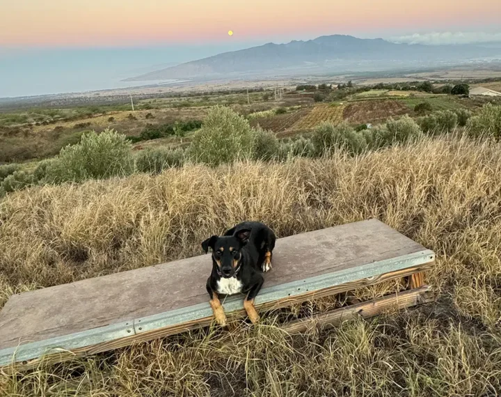 Ziggy hiking before amputation surgery