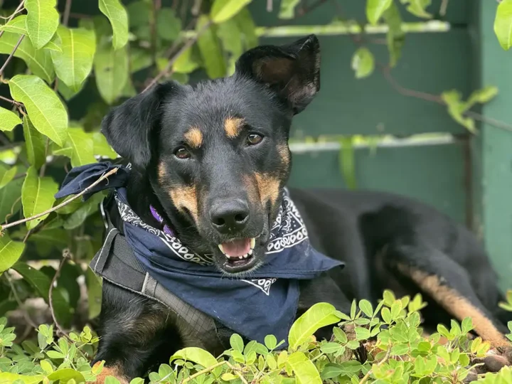 Tripawd Ziggy resting before amputation surgery wearing blue bandana
