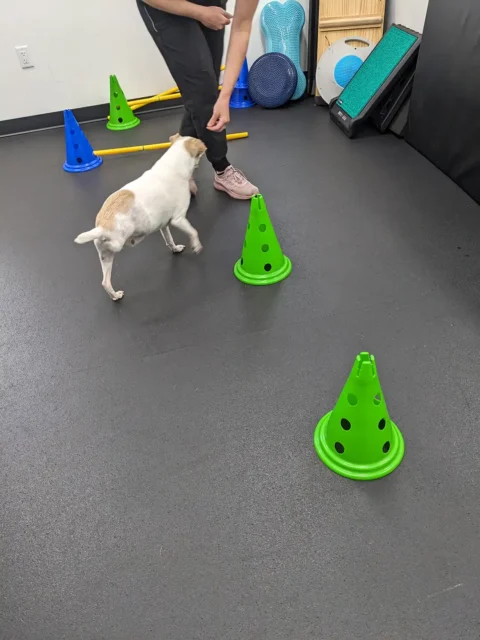 Tripawd dog Ajax weaves through bright green cones during a physical rehab session guided by a trainer.