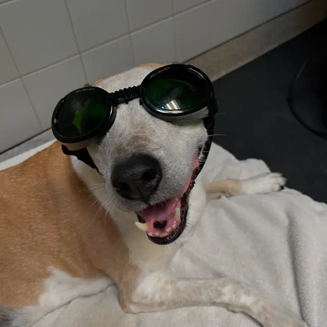 Dog wearing goggles during a rehab session